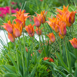 Triumph Tulip Collection 11/12cm
