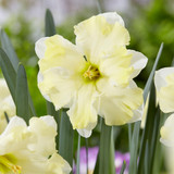 Narcissus 'Cassata'