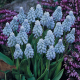 Muscari 'Valerie Finnes'
