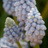 Muscari 'Valerie Finnes'