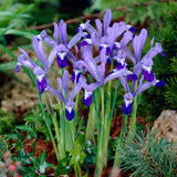Iris reticulata 'Clairette'