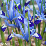 Iris reticulata 'Clairette'