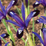 Iris reticulata 'Blue Note'