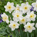 Narcissus Frosty Snow 12/14cm