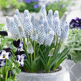 Muscari Neglectum Baby's Breath 7cm+