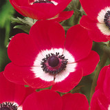 Anemone 'Hollandia' 4/5cm
