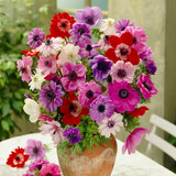 Anemone Single and Double Mix 4/5cm