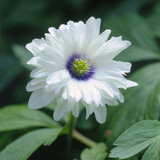 Anemone nemorosa Blue Eyes