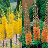 Eremurus Collection