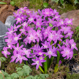 Chionodoxa Luciliae Collection