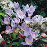 Autumn Flowered Crocus Collection