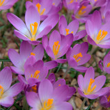 Winter Flowering Crocus Collection