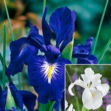 Iris Latifolia Collection