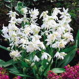 Scilla Siberica Collection