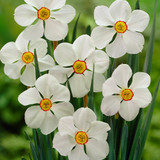 Fragrant Poeticus Narcissi Collection