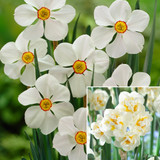 Fragrant Poeticus Narcissus Collection