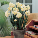 Indoor Narcissi Collection