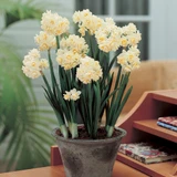 Indoor Narcissus Collection
