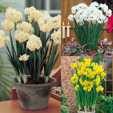Indoor Narcissus Collection