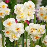 Double Narcissus Collection