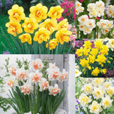 Double Narcissus Collection