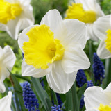 Trumpet Narcissus Collection