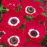 Anemone De Caen Collection 4/5cm