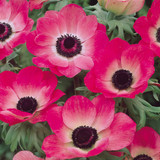 Anemone De Caen Collection 4/5cm