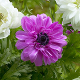 Anemone St Brigid Collection 4/5cm