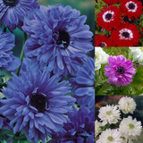 Anemone St Brigid Collection 4/5cm