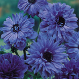 Anemone St Brigid Collection 4/5cm