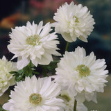 Anemone St Brigid Collection 4/5cm