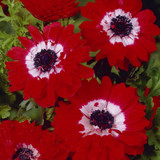 Anemone St Brigid Collection 4/5cm