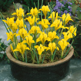 Rare Dwarf Iris Collection