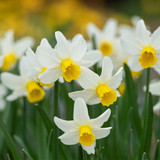 Narcissus Cyclamineus Collection