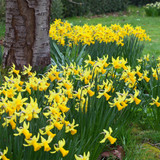 Narcissus Cyclamineus Collection