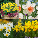 Narcissus Cyclamineus Collection