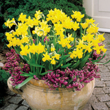 Narcissus Cyclamineus Collection