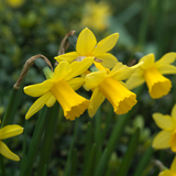 Narcissus Cyclamineus Collection
