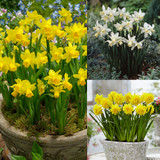 Narcissus Tete-a-Tete Collection