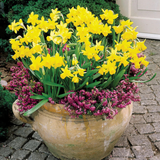 Narcissus Tete-a-Tete Collection