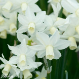 Narcissus Tete-a-Tete Collection