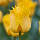 Tulip 'Crystal Star'