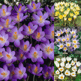 Crocus Species Collection