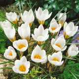 Crocus Species Collection