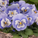 Pansy F1 Mystique Blue