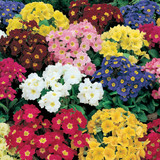 Polyanthus Stella Lunar Gold