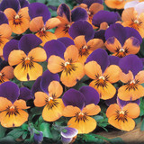 Viola Sorbet Orange Duet