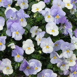 Pansy Cool Wave Collection