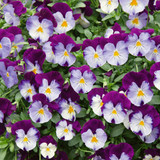 Pansy Cool Wave Collection
